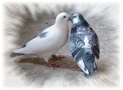 Couple-de-pigeons.jpg
