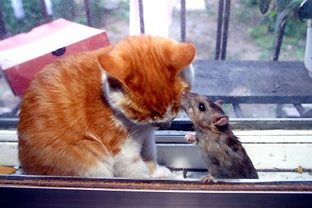 http://a136.idata.over-blog.com/5/67/51/13/ANIMAUX-NATURE/animaux-rat-chat-video.jpg