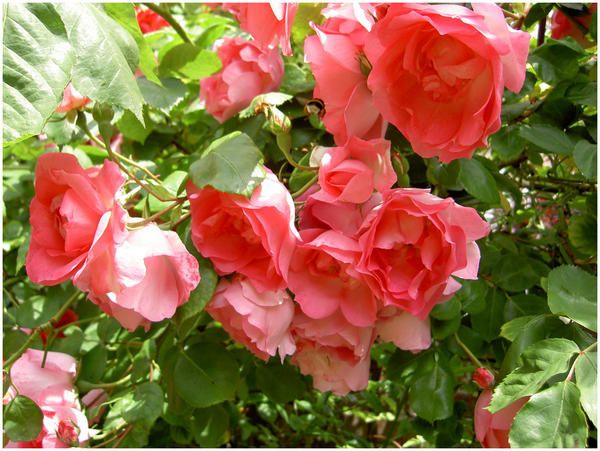 http://a136.idata.over-blog.com/600x451/1/35/79/37/FLEURS/rose-rouge-05.jpg