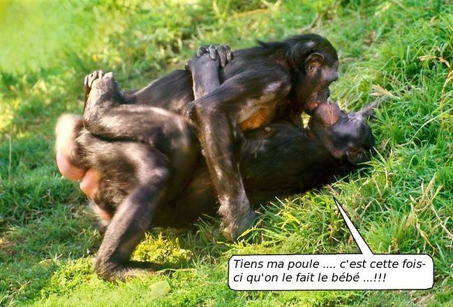 [Image: Bonobos.jpg]